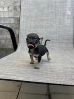 marla, a female Chihuahua for sale in Houston, TX – 2 of 8