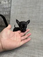 pete, a male Chihuahua for sale in Houston, TX – 9 of 9