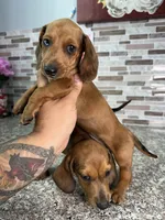 Tucker, a male Miniature Dachshund for sale in Houston, TX – 2 of 3