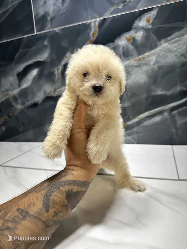 Cookie – Maltipoo puppy for sale in Houston, TX