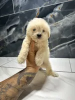 Cookie, a female Maltipoo for sale in Houston, TX – 1 of 6