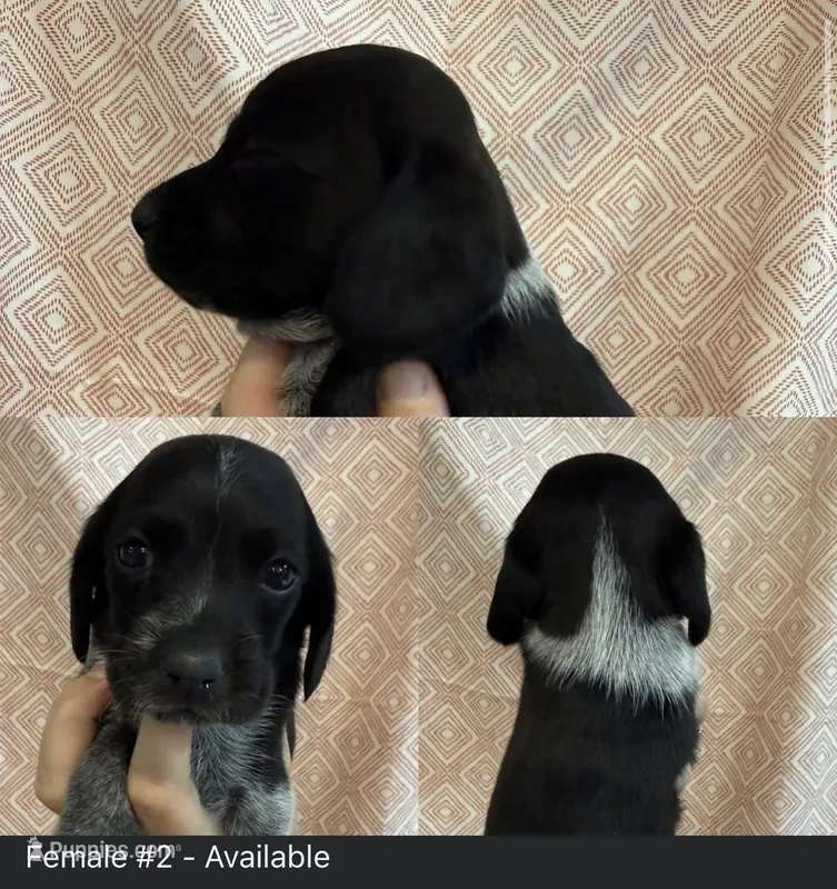 Female #2 – Beagle puppy for sale in Lakeland, FL