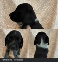 Female #2, a female Beagle for sale in Lakeland, FL – 1 of 1