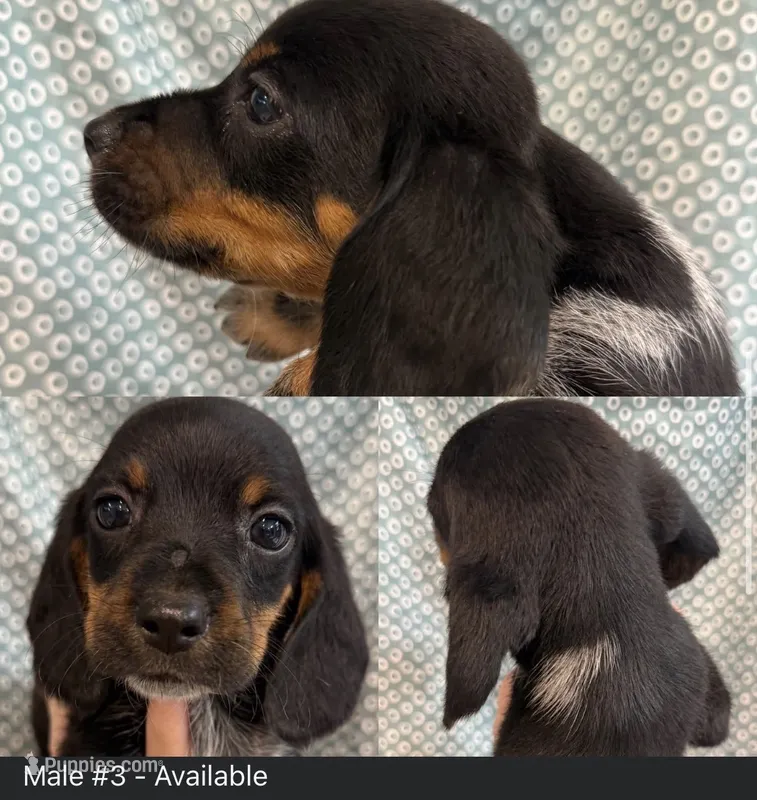 Boy #4 – Beagle puppy for sale in Lakeland, FL