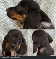 Male #3, a male Beagle for sale in Lakeland, FL – 1 of 1