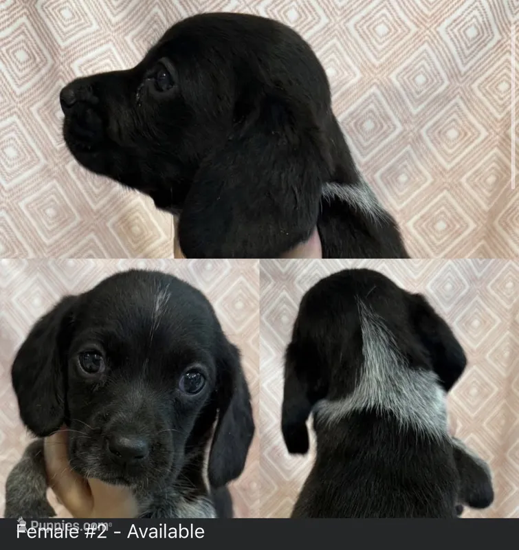 Female #2 – Beagle puppy for sale in Lakeland, FL