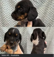 Male #4, a male Beagle for sale in Lakeland, FL – 1 of 1