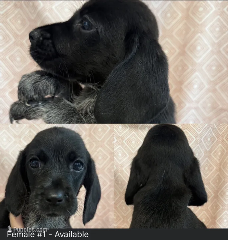Female #1 – Beagle puppy for sale in Lakeland, FL