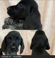 Female #1, a female Beagle for sale in Lakeland, FL – 1 of 1