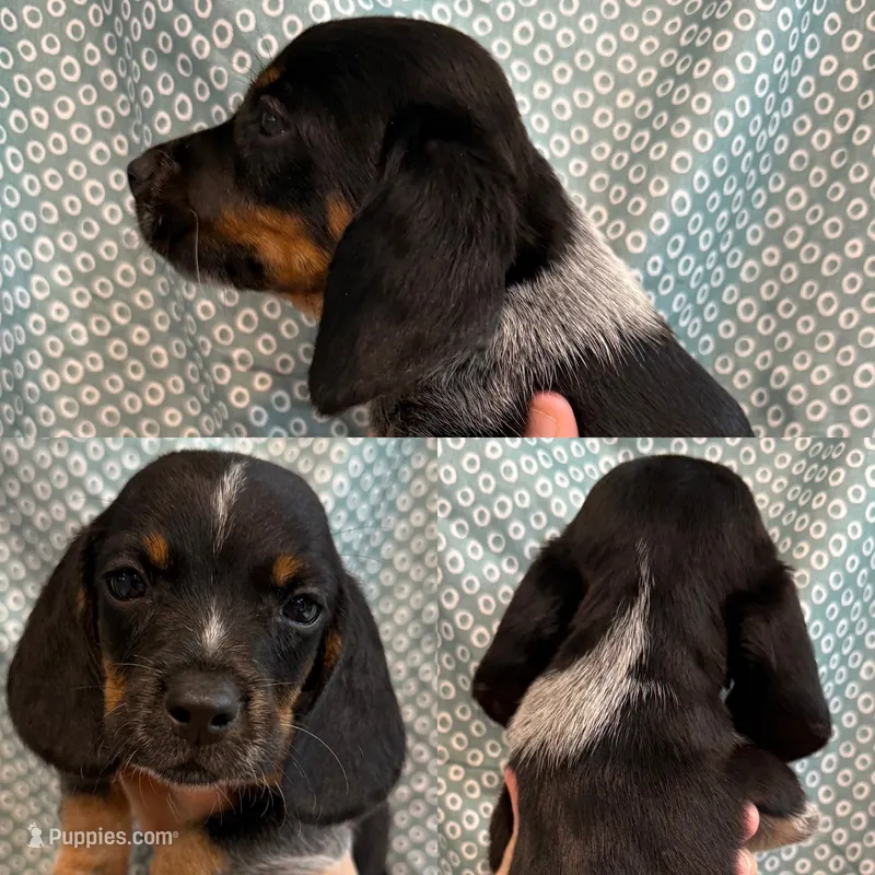 Male #4 – Beagle puppy for sale in Lakeland, FL