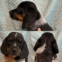 Male #4, a male Beagle for sale in Lakeland, FL – 1 of 1