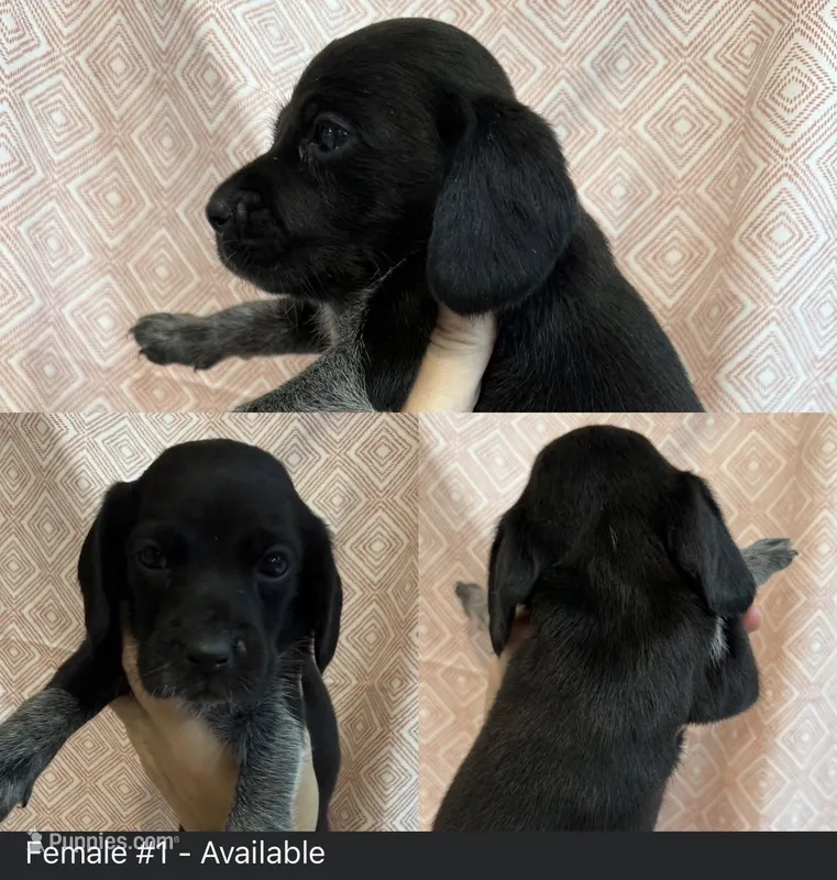 Female #1 – Beagle puppy for sale in Lakeland, FL