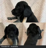 Female #1, a female Beagle for sale in Lakeland, FL – 1 of 1