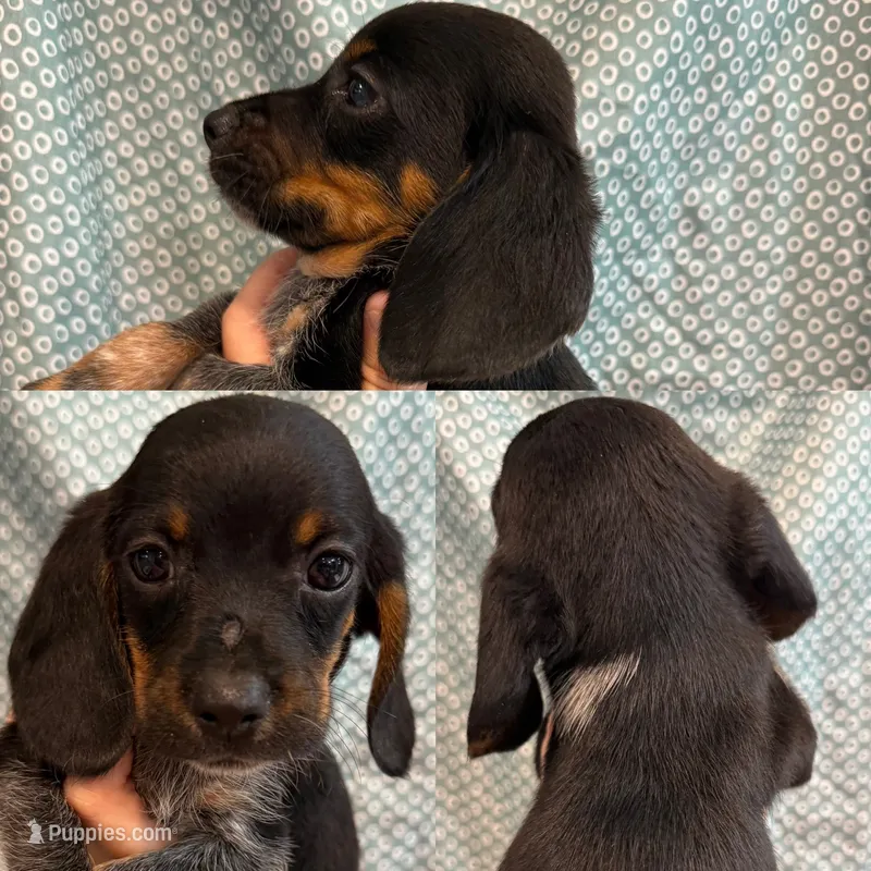 Male #3 – Beagle puppy for sale in Lakeland, FL