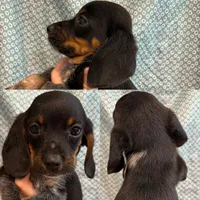 Male #3, a male Beagle for sale in Lakeland, FL – 1 of 1