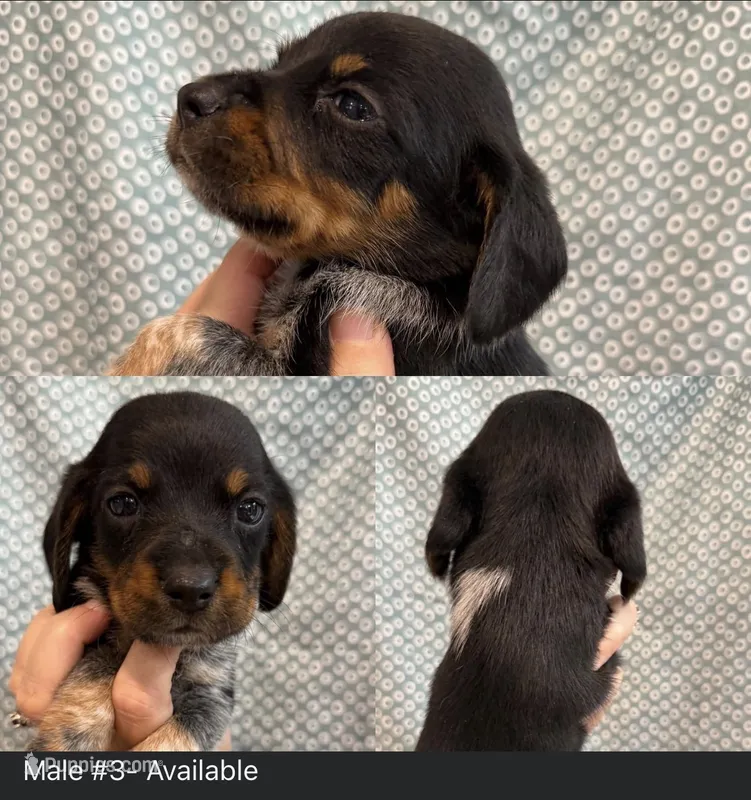 Boy #4 – Beagle puppy for sale in Lakeland, FL