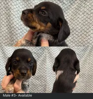 Boy #4, a male Beagle for sale in Lakeland, FL – 1 of 1