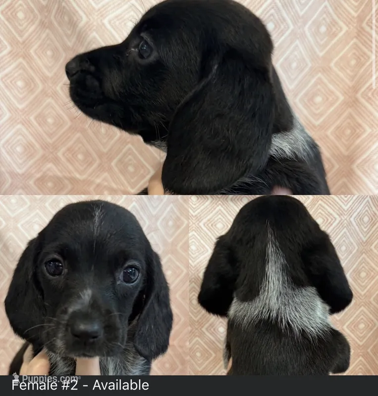 Female #2 – Beagle puppy for sale in Lakeland, FL