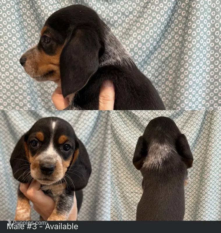 Beagle Boy – Beagle puppy for sale in Lakeland, FL