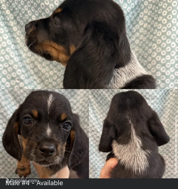 Male #4 – Beagle puppy for sale in Lakeland, FL