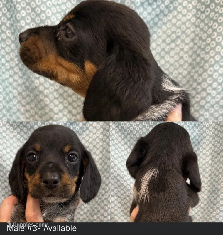 Male #3 – Beagle puppy for sale in Lakeland, FL