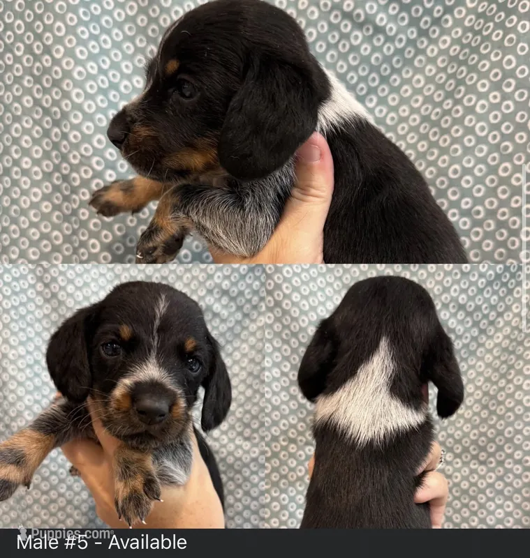 Male #5 – Beagle puppy for sale in Lakeland, FL