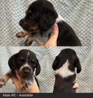 Male #5, a male Beagle for sale in Lakeland, FL – 1 of 1