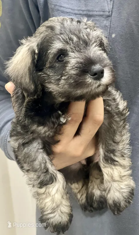 Miniature schnauzer 
