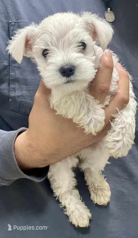 Miniature schnauzer