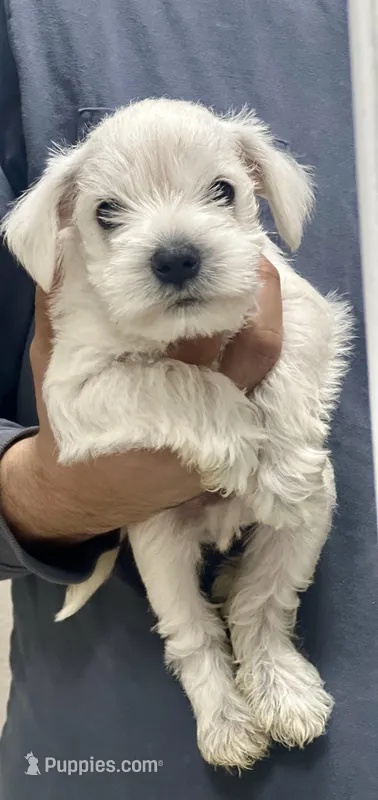 Miniature schnauzer 