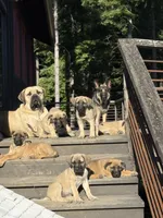 Chloe , a female German Shepherd Dog and Boerboel for sale in Philo, CA – 7 of 7