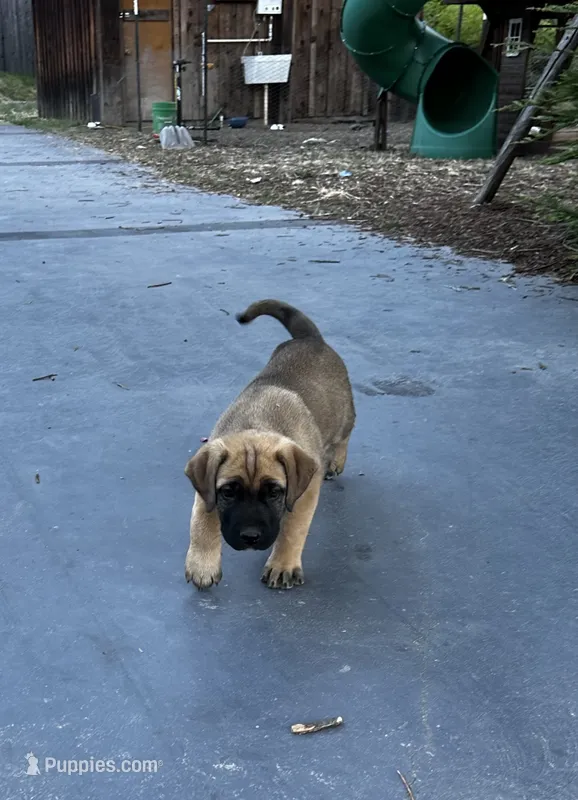 Chloe  – German Shepherd Dog, Boerboel puppy for sale in Philo, CA