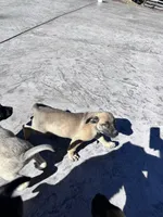Chloe , a female German Shepherd Dog and Boerboel for sale in Philo, CA – 4 of 7
