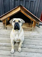 Chloe , a female German Shepherd Dog and Boerboel for sale in Philo, CA – 5 of 7