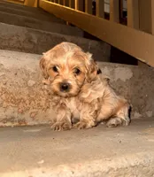 Mr. Pickles, a male Shihpoo for sale in Greeley, CO – 5 of 7