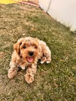 Chico, a male Shihpoo for sale in Greeley, CO – 2 of 8