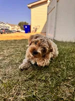 Chico, a male Shihpoo for sale in Greeley, CO – 5 of 8