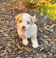 Mr. Pickles, a male Shihpoo for sale in Greeley, CO – 1 of 7