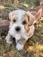 Mr. Pickles, a male Shihpoo for sale in Greeley, CO – 2 of 7