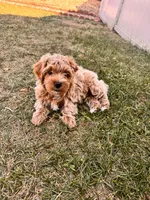 Chico, a male Shihpoo for sale in Greeley, CO – 4 of 8