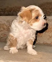 Chico, a male Shihpoo for sale in Greeley, CO – 3 of 8