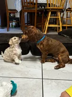 Chico, a male Shihpoo for sale in Greeley, CO – 8 of 8