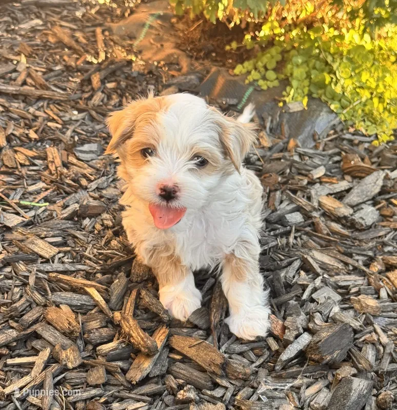 Chico – Shihpoo puppy for sale in Greeley, CO