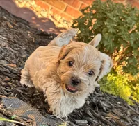 Mr. Pickles, a male Shihpoo for sale in Greeley, CO – 4 of 7