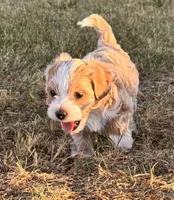 Mr. Pickles, a male Shihpoo for sale in Greeley, CO – 3 of 7