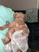 Jules, a female American Pit Bull Terrier for sale in Raleigh, NC – 5 of 7
