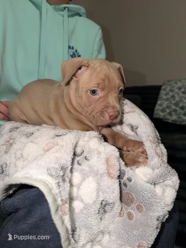 Jules – American Pit Bull Terrier puppy for sale in Raleigh, NC