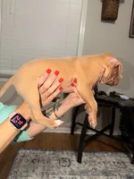 Jules, a female American Pit Bull Terrier for sale in Raleigh, NC – 2 of 7
