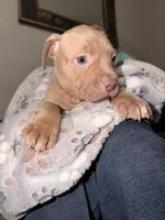 Jules, a female American Pit Bull Terrier for sale in Raleigh, NC – 4 of 7