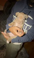 Jules, a female American Pit Bull Terrier for sale in Raleigh, NC – 3 of 7